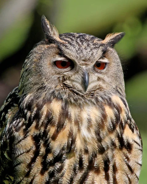Bubo Bubo Owl Bird Eurasian Eagle Owl — Stock Photo, Image