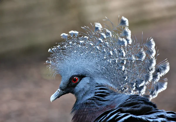 Scenic View Beautiful Bird Nature — Stock Photo, Image