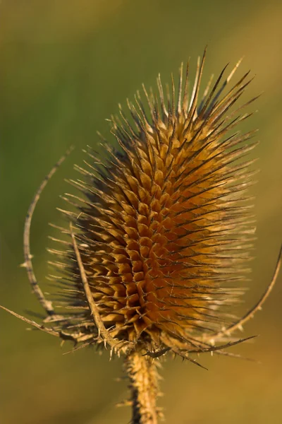 Gündüz Vakti Çiçek Açan Güzel Bir Bitki — Stok fotoğraf
