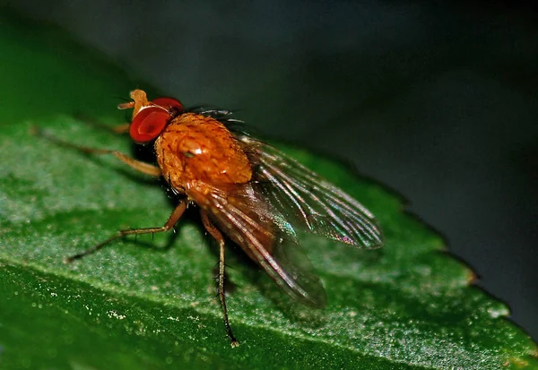 야생계에 해충의 잡동사니 — 스톡 사진