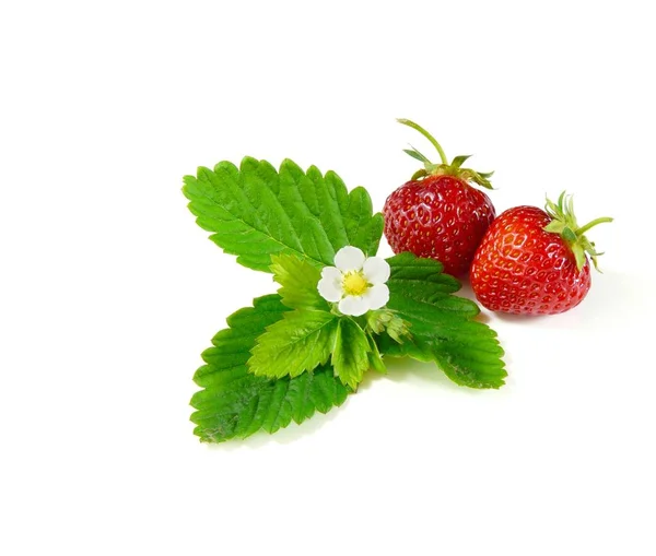 Beeren Nahaufnahme Gesundes Ernährungskonzept — Stockfoto