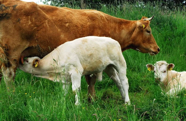 Unga Djur Selektivt Fokus — Stockfoto