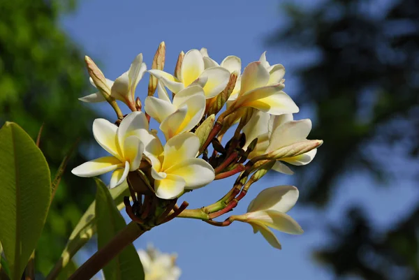 Frangipani Plumeria Лепестки Цветов — стоковое фото