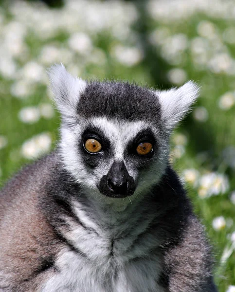 Primer Plano Los Animales Zoológico —  Fotos de Stock