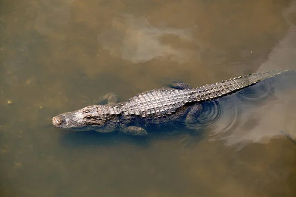 Coccodrillo Alligatore Animale Carnivoro — Foto Stock