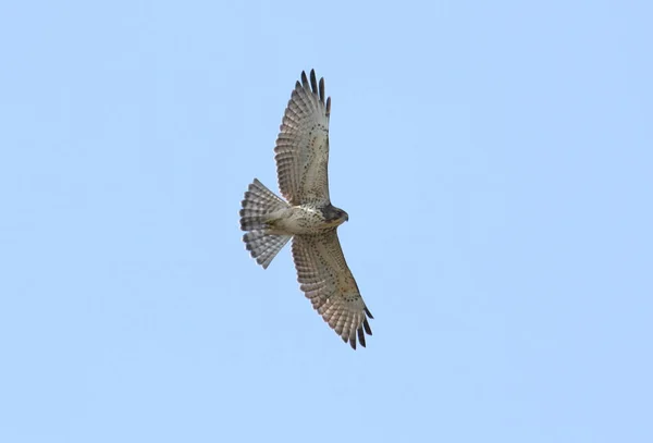 Бутео Качкодзьоба Buteo Platypterus — стокове фото