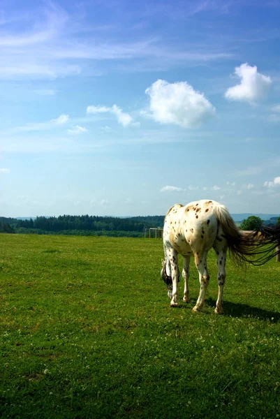 Bonito Cavalo Selvagem Natureza — Fotografia de Stock