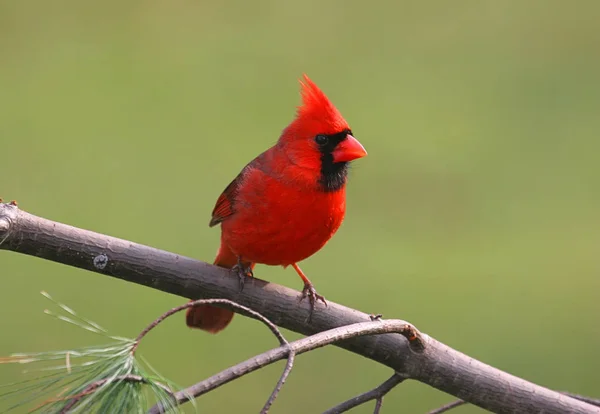 Nördlicher Kardinal Cardinalis Cardinalis — Stockfoto