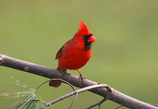 Cardenal Del Norte Cardinalis Cardinalis — Foto de Stock