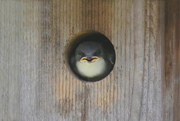 Bebek Ağaç Kırlangıcı Tachycineta Bicolor — Stok fotoğraf