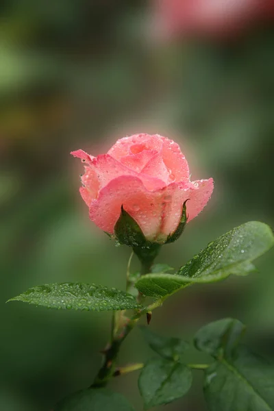 Bellissimi Fiori Sfondo Concetto Floreale — Foto Stock