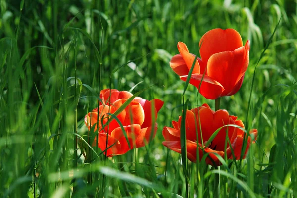 Spring Flowers Tulips Petals Flora — Stock Photo, Image