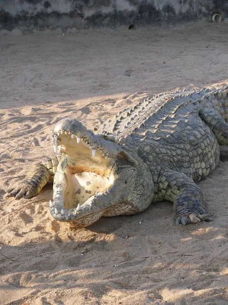 Crocodilo Jacaré Carnívoro Animal — Fotografia de Stock