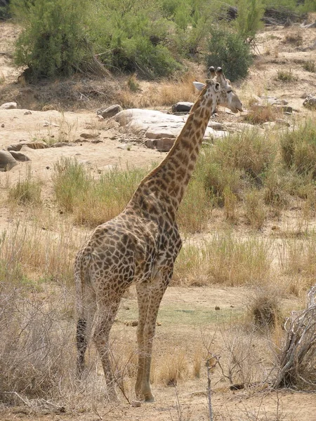 Zürafa Hayvanı Afrika Otçul Memelisi — Stok fotoğraf