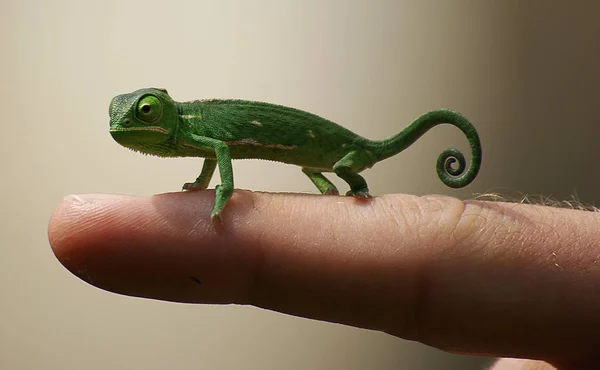 Animal Camaleão Réptil Lagarto Tropical — Fotografia de Stock