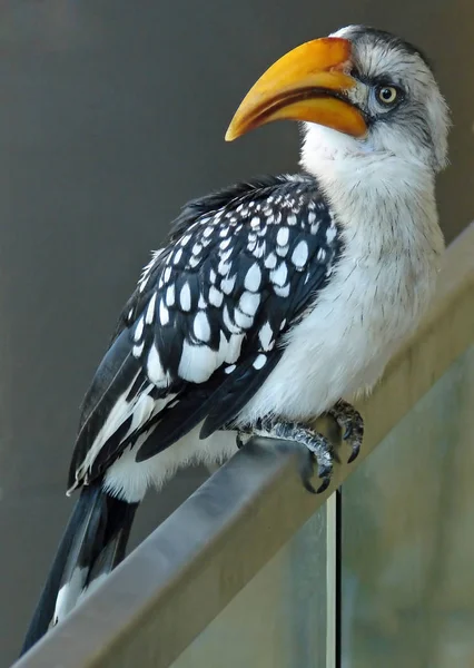 Pemandangan Indah Burung Alam — Stok Foto