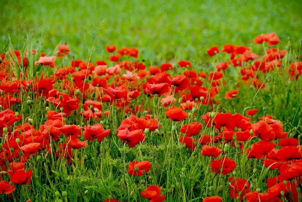 Polne Maki Kwiaty Czerwone Płatki Kwiatów — Zdjęcie stockowe