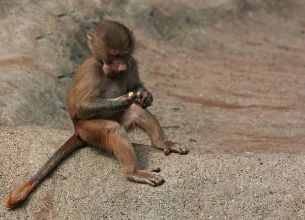 Dierlijke Thema Aap Natuur — Stockfoto