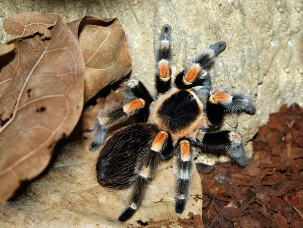 Tarántula Insectos Peligrosos Miedo —  Fotos de Stock