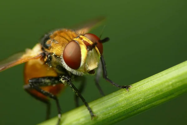 Close Zicht Insect Natuur — Stockfoto