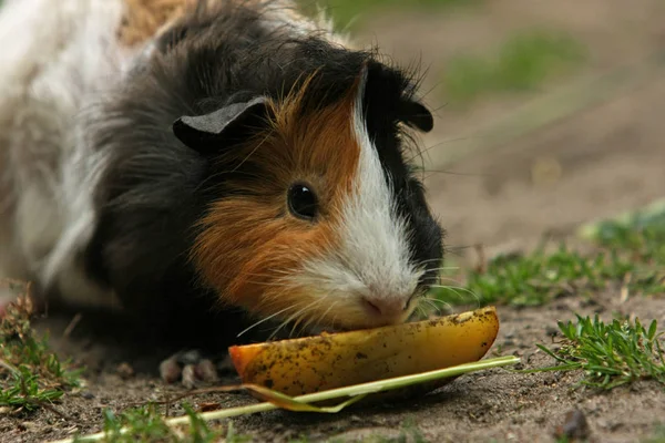 Hamster Marsvin Gnagare Djur Sällskapsdjur — Stockfoto