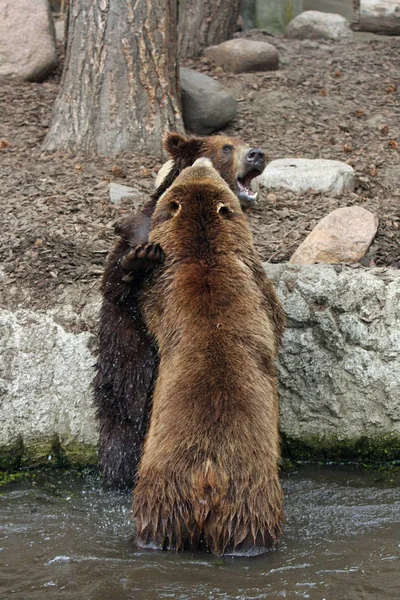 Großaufnahme Von Tier Zoo — Stockfoto