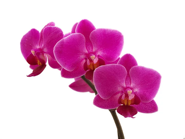 Мальовнича Красива Барвиста Орхідея Квітка — стокове фото