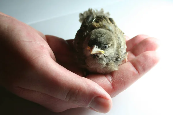 Schilderachtig Uitzicht Prachtige Vogel Natuur — Stockfoto