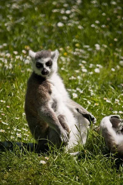 Inel Coada Lemur Animal Flora Fauna — Fotografie, imagine de stoc