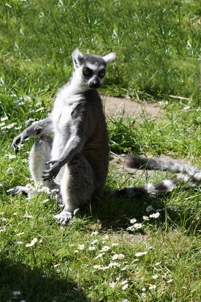 Ring Tailed Lemur Animal Flora Fauna — Stock Photo, Image