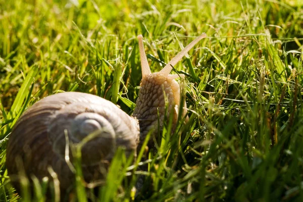 Caracol Lento Animal Viscoso — Foto de Stock