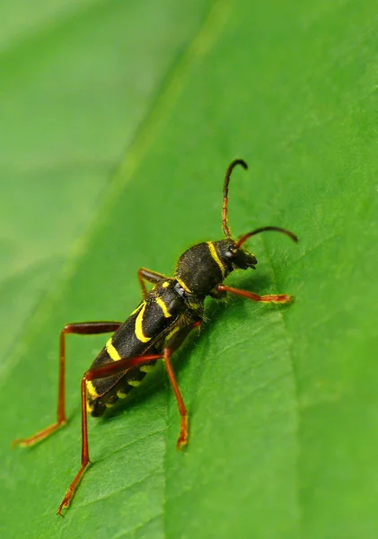 金丝雀属 Clytus Arietis 的黄蜂模仿 为了吓退敌人 响尾蛇模仿一只黑黄相间的大黄蜂 — 图库照片