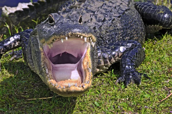 Closeup Animal Zoo — Stock Photo, Image