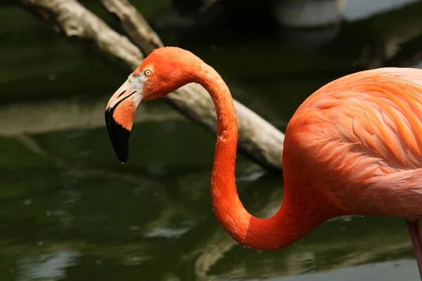 自然の中での美しいフラミンゴの鳥の景観 — ストック写真