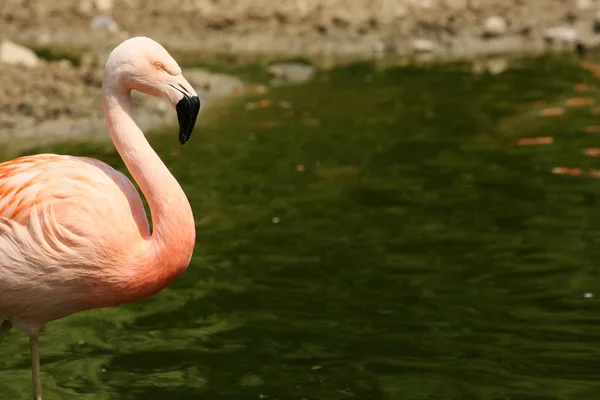 Schilderachtig Uitzicht Prachtige Flamingo Vogel Natuur — Stockfoto