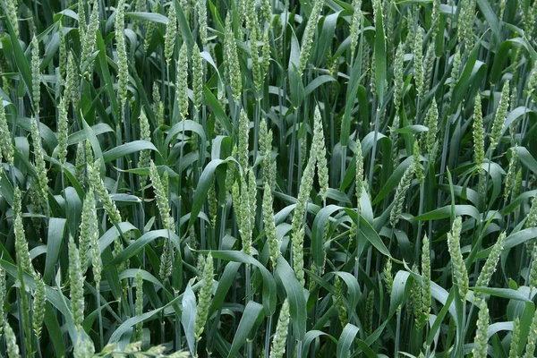 Countryside Agriculture Landscape Cereal Growing — Stock Photo, Image