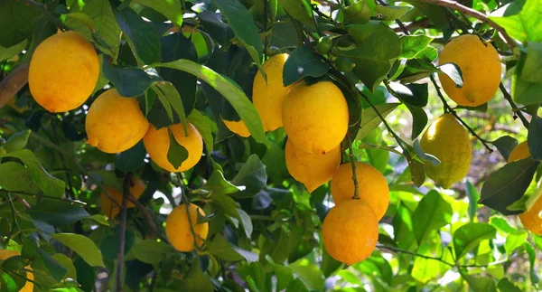 Lemon Tree Sfondo Concetto Agricolo — Foto Stock