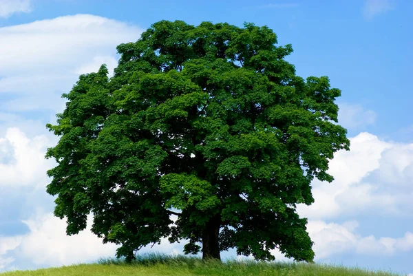 Drzewo Polu — Zdjęcie stockowe