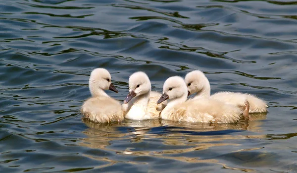 Niedliche Kleine Entchen Der Wilden Natur — Stockfoto