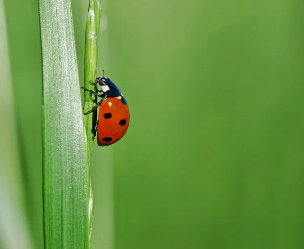 Close Bekijken Van Schattig Lieveheersbeestje — Stockfoto