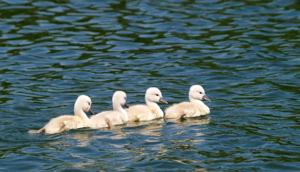 Aussichtsreiche Aussicht Auf Schöne Vögel Der Natur — Stockfoto