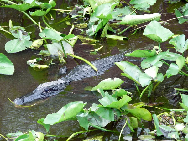 Krokodil Gevaarlijk Amfibisch Dier — Stockfoto