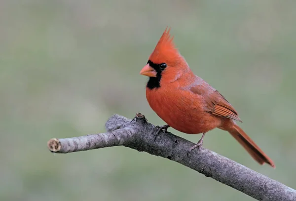 Cardeal Norte Cardinalis Cardinalis — Fotografia de Stock