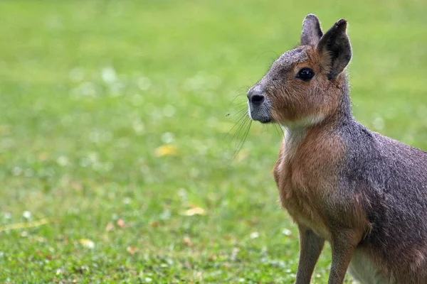 Söta Känguru Djur Australiska Däggdjur — Stockfoto