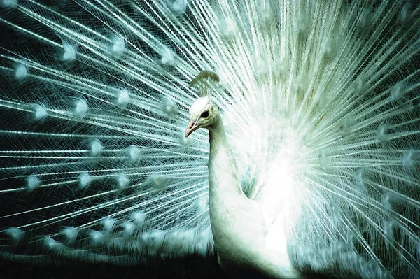 Scenic View Peacock Bird Wild Life – stockfoto