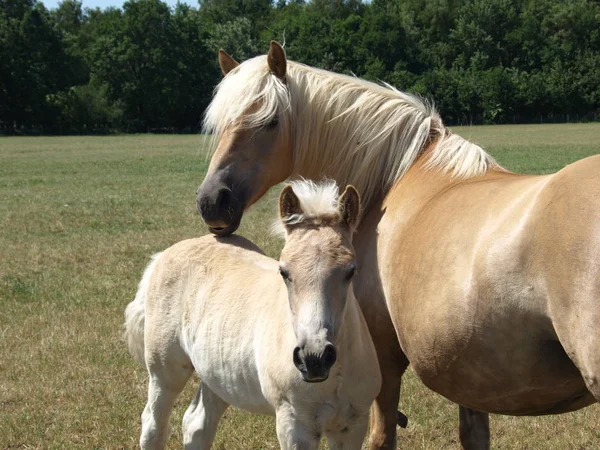 Chevaux Extérieur Jour — Photo