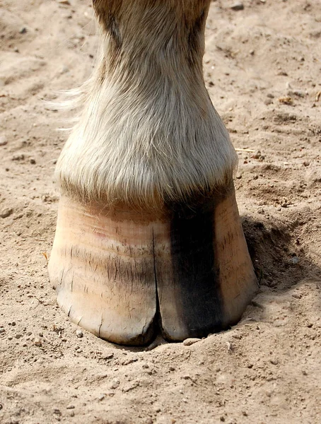 Pferde Tagsüber Freien — Stockfoto