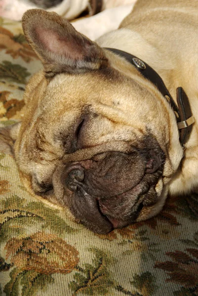 French Bulldog Pedigree Dog Pet — Stock Photo, Image