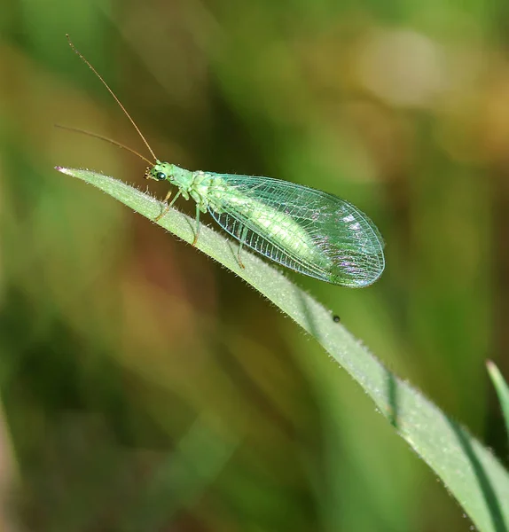 Detailní Makro Pohled Hmyz Vážky — Stock fotografie