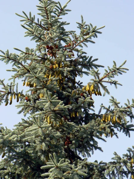 Abete Rosso Blu Picea Pungens Glauca — Foto Stock